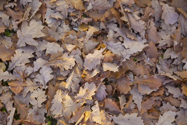 Foglie nel parco autunnale — Foto Stock