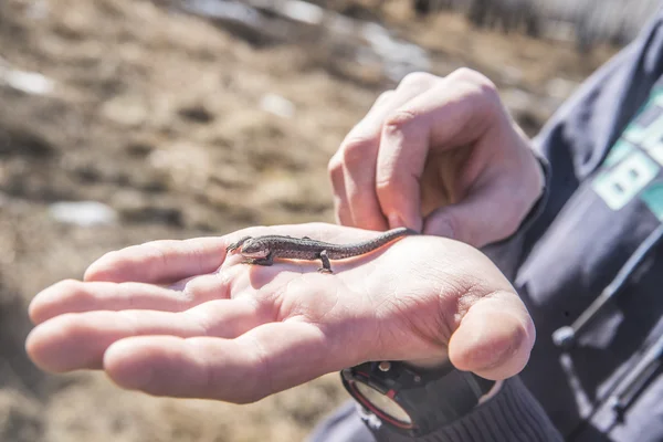 bearded dragon lizard in human hands