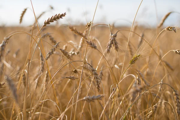 Zrání uši žluté pšeničné pole — Stock fotografie