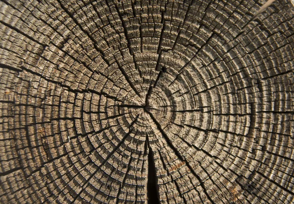 Oude houten textuur — Stockfoto