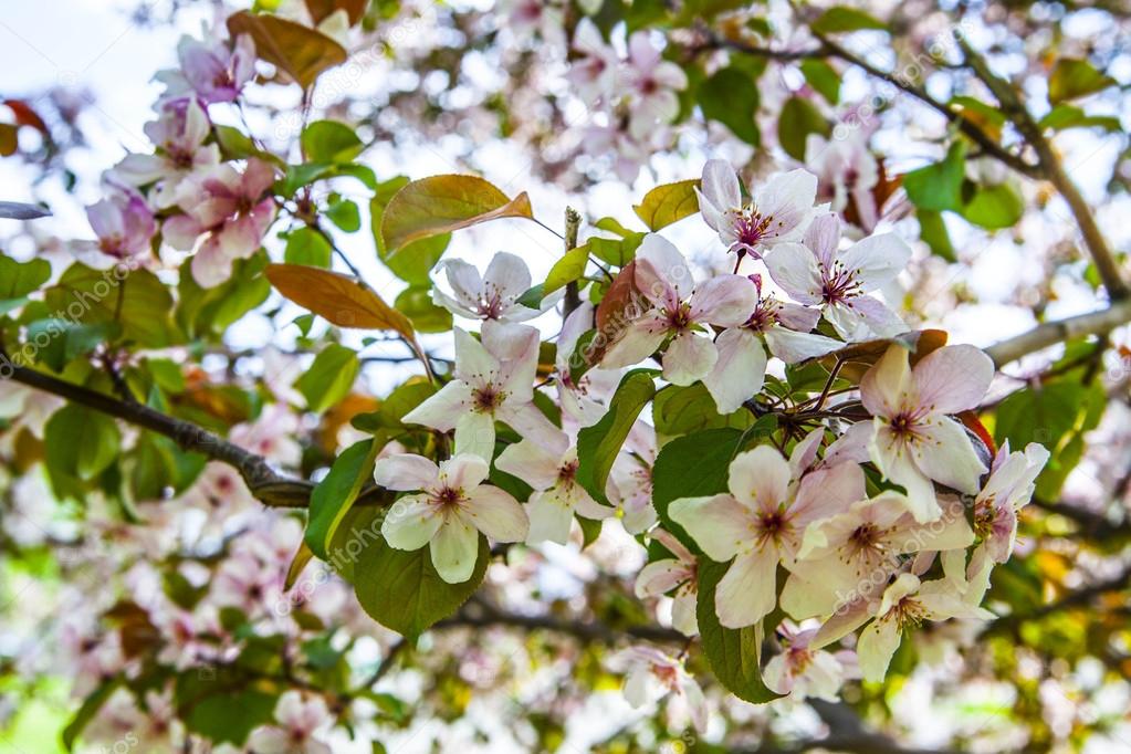 Blossom apple tree 