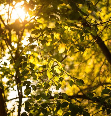 gün batımında yakın bırakır