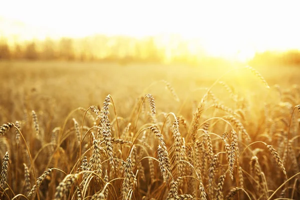 Spighe da maturazione del campo di grano giallo — Foto Stock