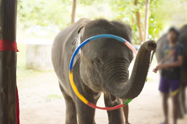 Olifant speelt hoelahoep — Stockfoto