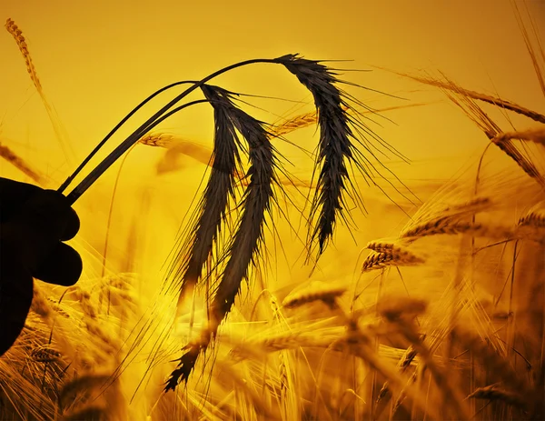 Man  holding  wheat ears — Stock Photo, Image