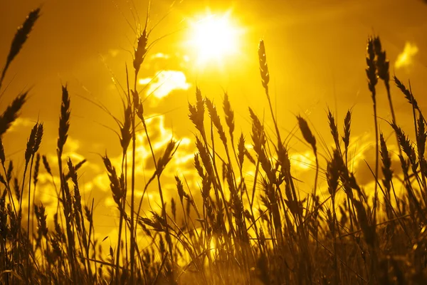 Zrání uši žluté pšeničné pole — Stock fotografie