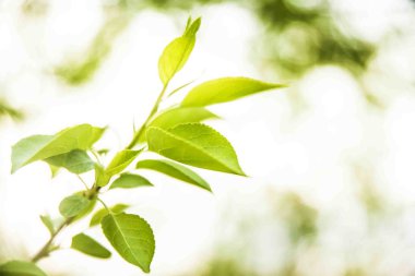 taze yaz yaprakları 
