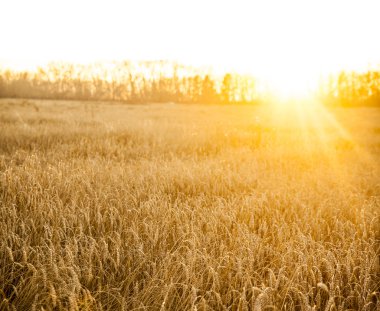 Sarı buğday alan kulakları olgunlaşma