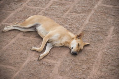 sokak köpeği uyku. 