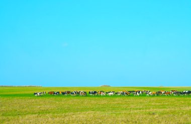 Süt sığır sürüsü 