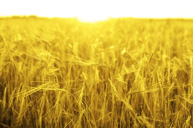 Sarı buğday alan kulakları olgunlaşma