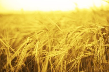 Sarı buğday alan kulakları olgunlaşma