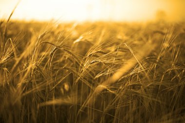 Sarı buğday alan kulakları olgunlaşma