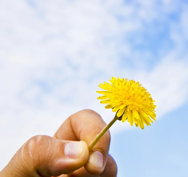 Diente de león en la mano del hombre — Foto de Stock