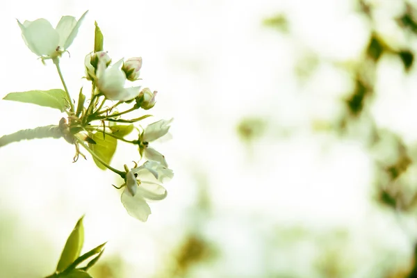 Folhas verdes e flores brancas — Fotografia de Stock