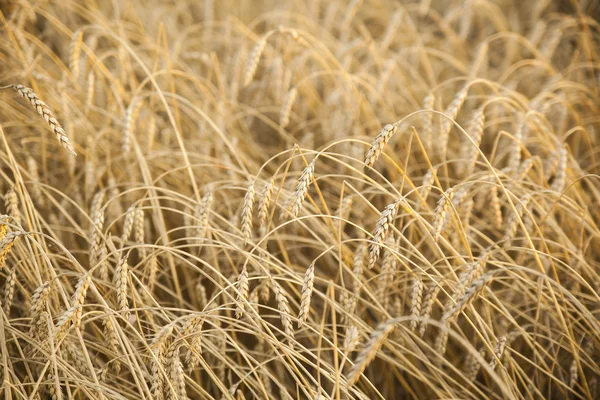 Созревающие колосья желтого пшеничного поля — стоковое фото