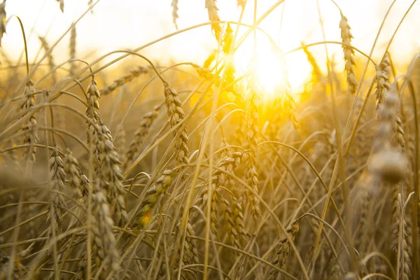 Ripening ears of yellow wheat field — Stock Photo, Image