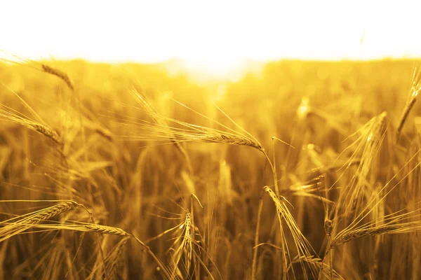 Ripening ears of yellow wheat field — Stock Photo, Image