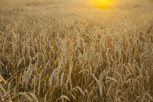 Espigas de amadurecimento do campo de trigo amarelo — Fotografia de Stock