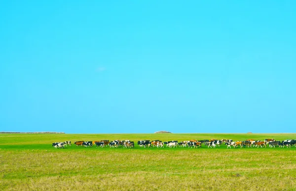 Стадо молочного скота — стоковое фото