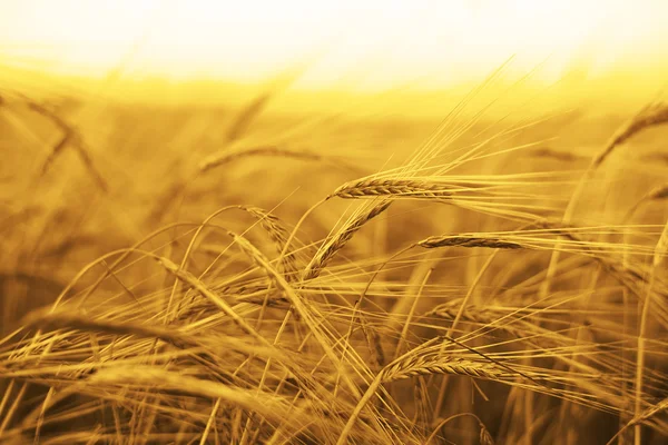 Espigas maduras del campo de trigo amarillo —  Fotos de Stock