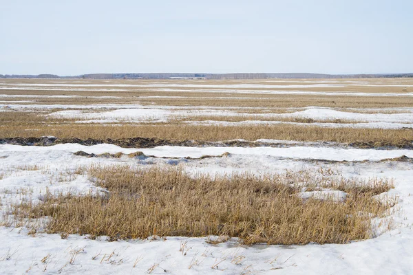 Orman ve mavi Berrak gökyüzü 