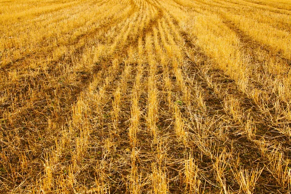 Betakarított kukorica a területen — Stock Fotó