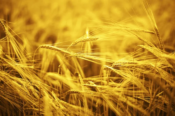 Reife Ähren des gelben Weizenfeldes — Stockfoto
