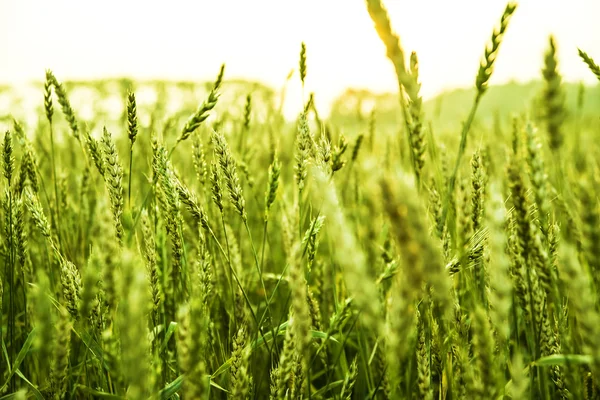 緑の小麦畑. — ストック写真