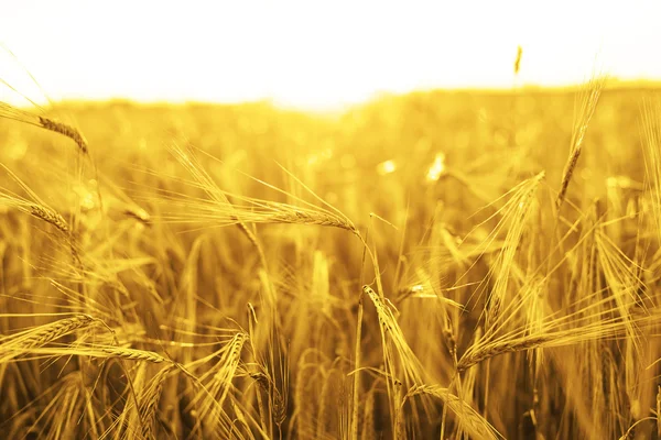 Espigas maduras del campo de trigo amarillo —  Fotos de Stock