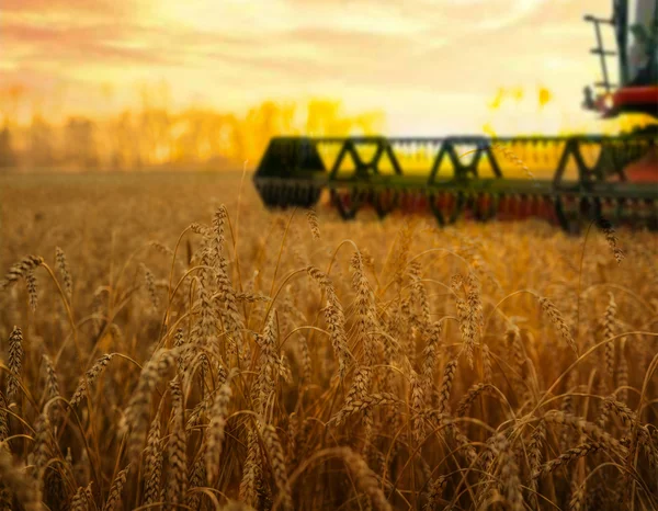 Machine de récolte sur champ de blé — Photo