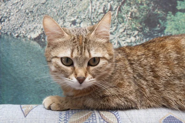Domestic  cat on  sofa — Stock Photo, Image