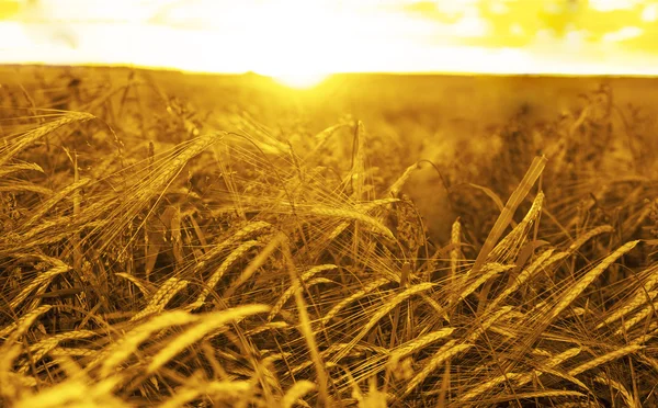 Дозрівання вух жовтого пшеничного поля — стокове фото