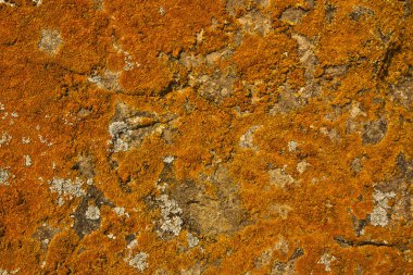 Moss sorunsuz arka plan