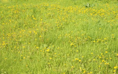 Bahar taze çiçekler.