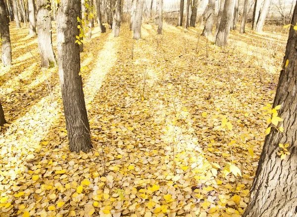 Hojas de otoño amarillo seco —  Fotos de Stock