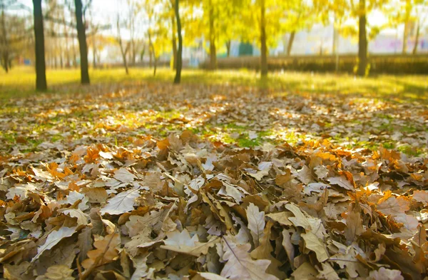Folhas amarelas e marrons caídas — Fotografia de Stock