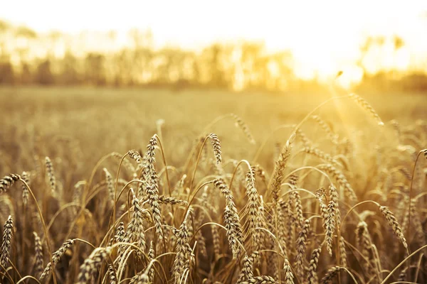 Spighe da maturazione del campo di grano giallo — Foto Stock