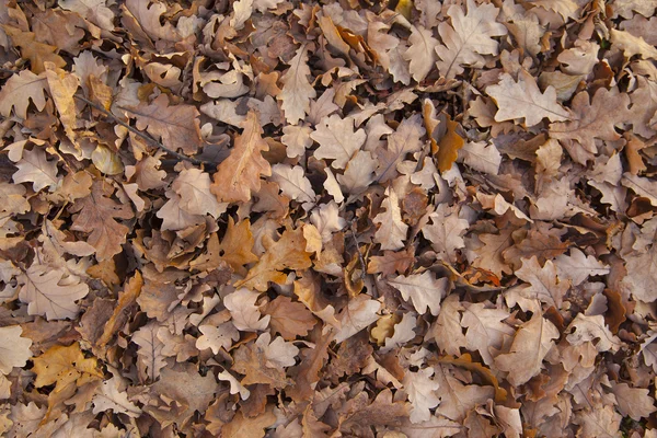 Foglie cadute di quercia marrone — Foto Stock