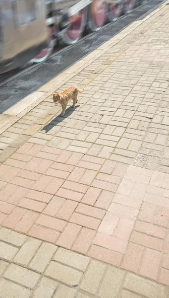 Gengibre gato andando — Fotografia de Stock