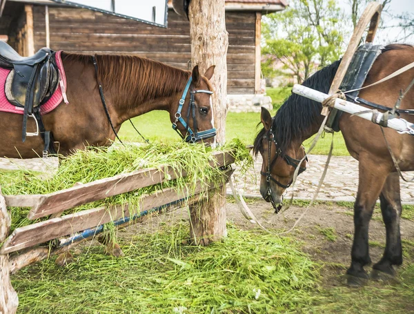 Dois cavalos castanhos comendo — Fotografia de Stock