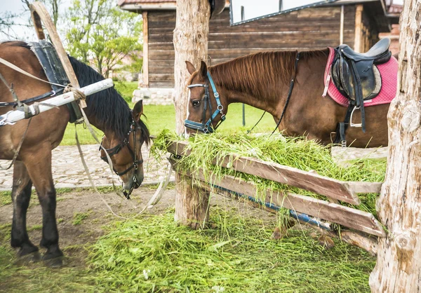 Dois cavalos castanhos comendo — Fotografia de Stock