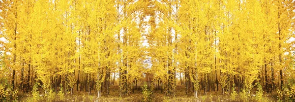 Autumn yellow  forest. — Stock Photo, Image