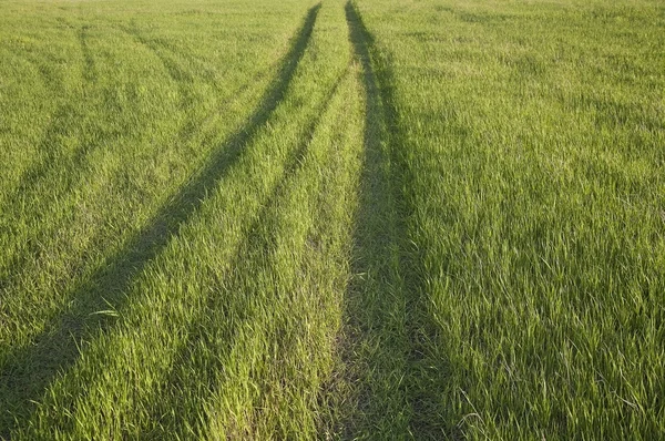 Колес на зеленом лугу травы — стоковое фото