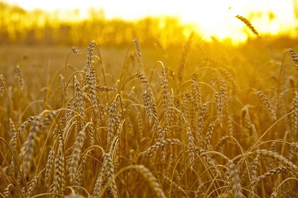 Ripening ears of yellow wheat field — Stock Photo, Image