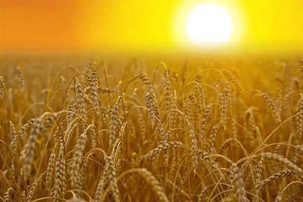 Espigas maduras del campo de trigo amarillo —  Fotos de Stock