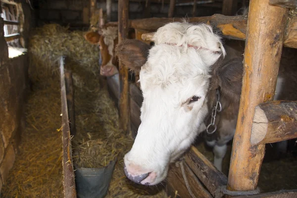 Duas vacas no estábulo — Fotografia de Stock