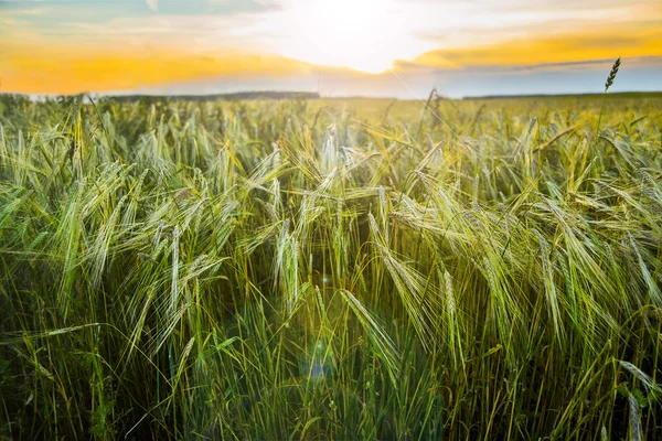 green wheat field.