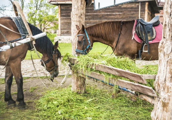 Dois cavalos castanhos comendo grama — Fotografia de Stock