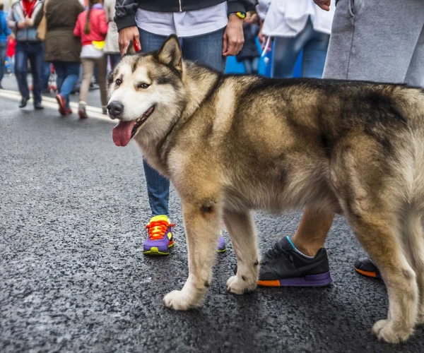 Casal ficar com um cão husky — Fotografia de Stock